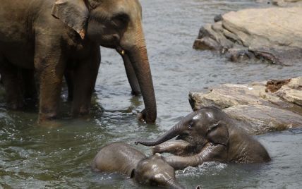 Впервые за 80 лет: на Шри-Ланке родились слонята-близнецы