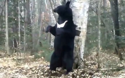 Медведь развеселил сеть своим мастерством метить территорию