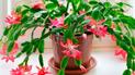 Як заставити цвісти різдзвяник