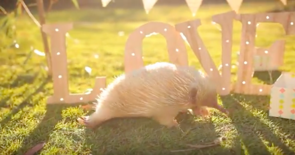 В Австралии маленькой ехидне-альбиносу устроили вечеринку на день рождения