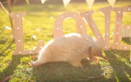 В Австралии маленькой ехидне-альбиносу устроили вечеринку на день рождения
