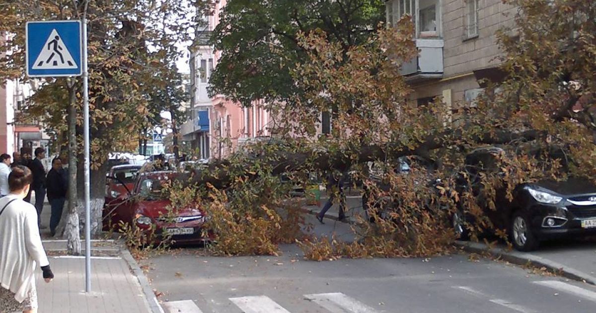 Дерево придавило машины