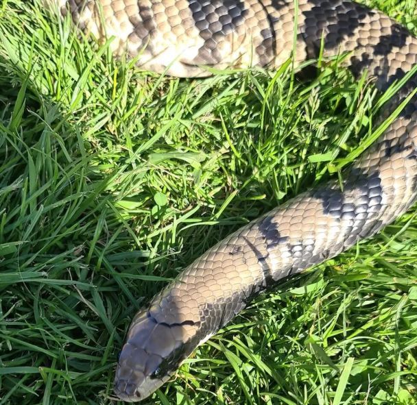 Змії у парку / © bbc.com