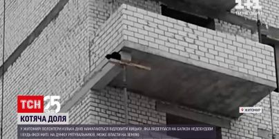 Новини Житомира: волонтери кілька днів намагаються урятувати кішку