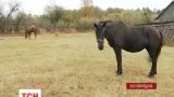 На Житомирщині невідомі на пасовищі розстріляли коней