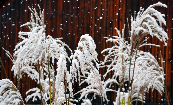 6 січня лежить сніг, а на деревах іній, значить буде мокрим літо і вродять зернові / © pixabay.com