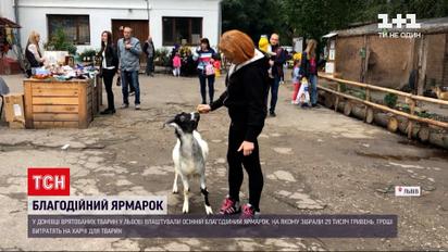 Новини України: у Львові в домівці врятованих тварин влаштували осінній благодійний ярмарок