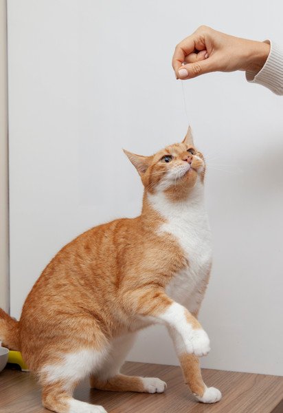 Кот