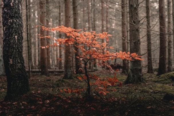 Народні прикмети 10 жовтня / © unsplash.com