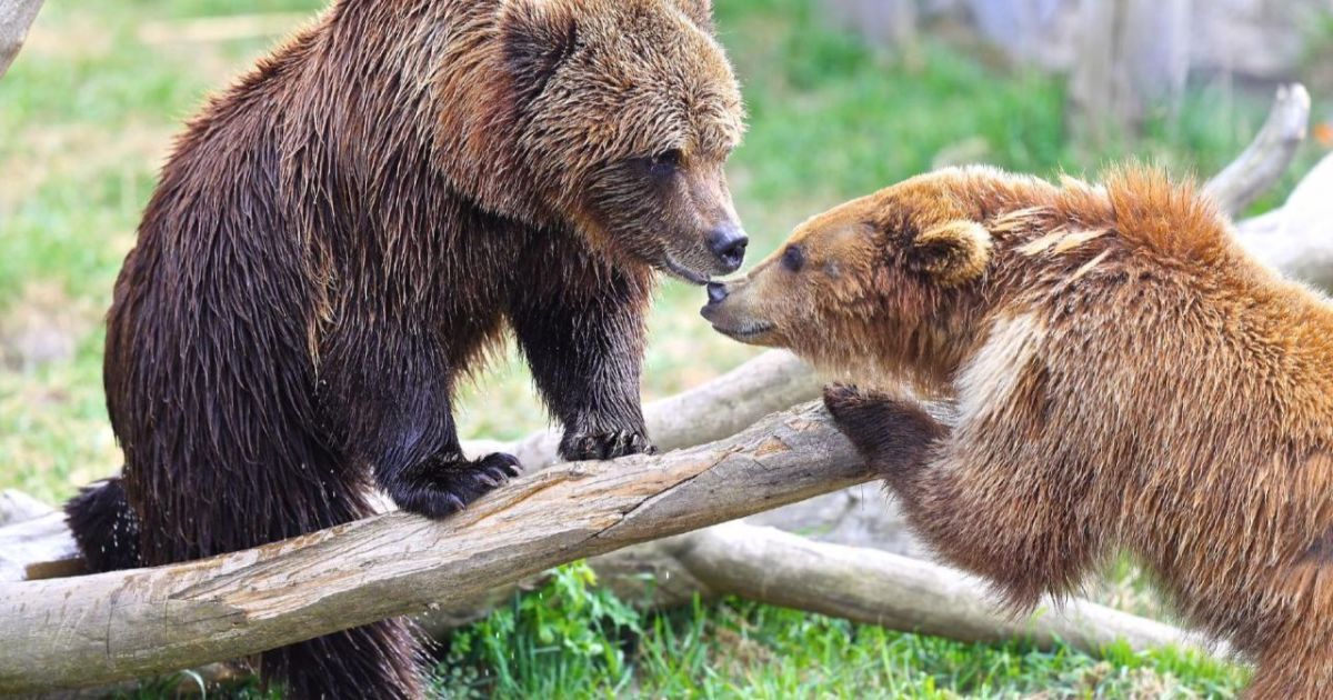 Під Києвом відкриють для відвідувачів ведмежий реабілітаційний центр / © Вечерний Киев