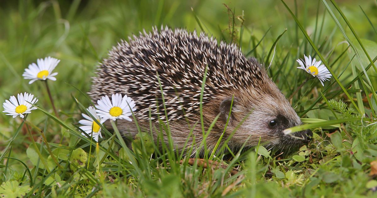 В одній з країн закликають заборонити косити траву — чого бояться