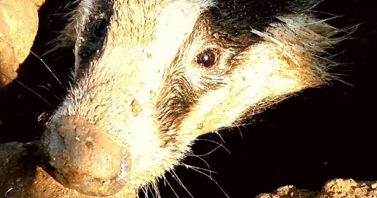 В Одеській області врятували борсука, який застряг у ямі: з'явилися фото