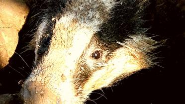 борсук / © Facebook/Іван Русєв