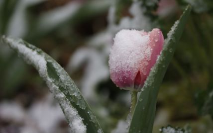 До України насувається похолодання: синоптикиня повідомляє про можливий сніг у Вербну неділю