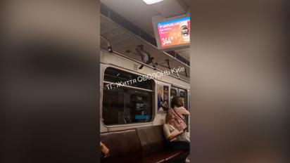 В Київському метро помітили птаха-мандрівника