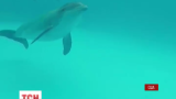 У Новому Орлеані врятували дельфіна