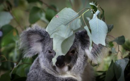 Из-за постоянных лесных пожаров в Австралии коалы на грани исчезновения: их будут охранять законом