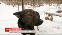 В Троицком с бойцами живет пес Патрон, который поет и любит Шевченко