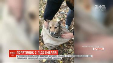 Коммунальщикам в Харьковской области пришлось доставать собаку с 10-метровой глубины