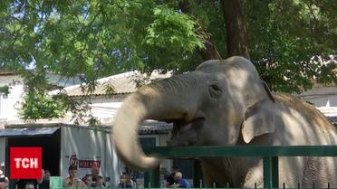 Слониха Венди растоптала "оккупанта" в виде обезьяны с гранатой