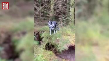 В Шотландии лес сдвинулся с места