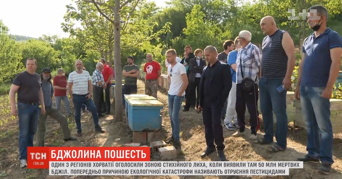 В Хорватии погибли 50 миллионов пчел