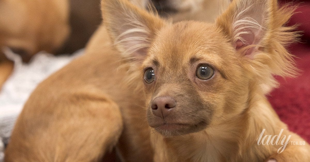 Обычные звуки, которые могут пугать вашу собаку