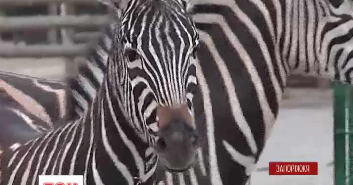 Зебры приехали из Чехии