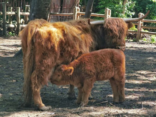 Теличка з Рівненського зоопарку разом зі своєю мамою / ©