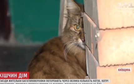 На Киевщине женщина держит дома полсотни кошек, фекалии которых просачиваются в соседние квартиры
