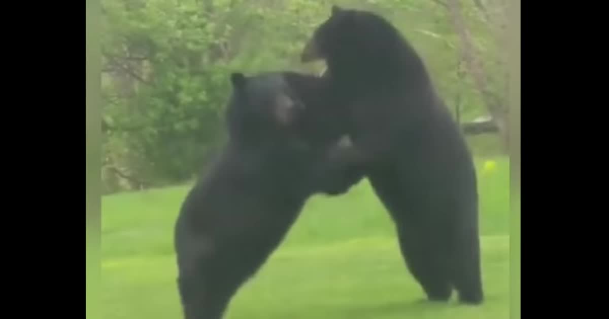 Шокований американець зняв на відео бійку двох дуже великих ведмедів на його подвір'ї