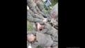 Медик ЗСУ "застукав на гарячому" 8 окупантів за ганебним заняттям і взяв їх у полон (відео)