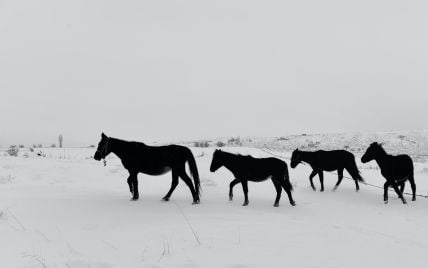 "Загнали в кут і снайперськи розстріляли": в Росії невідомі вбили табун коней з лошатами