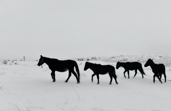 "Загнали в кут і снайперськи розстріляли": в Росії невідомі вбили табун коней з лошатами