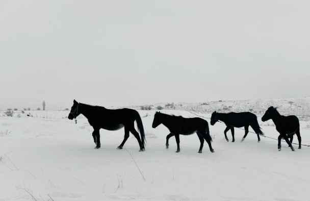 11 января конь спит стоя, то скоро начнутся морозы, а если ложится на землю, будет оттепель / © Pexels