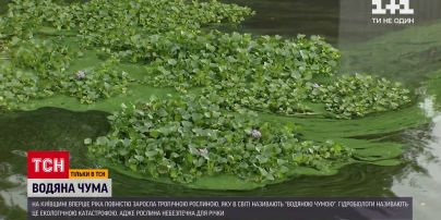 Новини України: під Києвом притока Дніпра вкрилася екзотичним водним гіацинтом