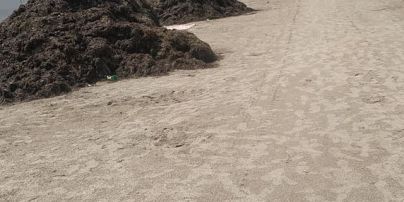 Страшенний сморід і купи водоростей: відпочивальники засмучені станом пляжу у Скадовську