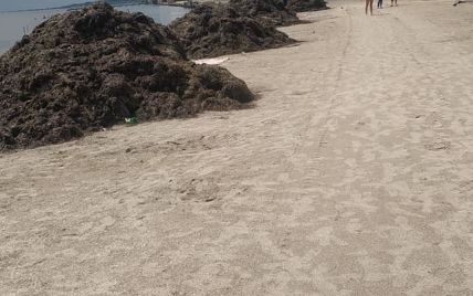 Страшенний сморід і купи водоростей: відпочивальники засмучені станом пляжу у Скадовську