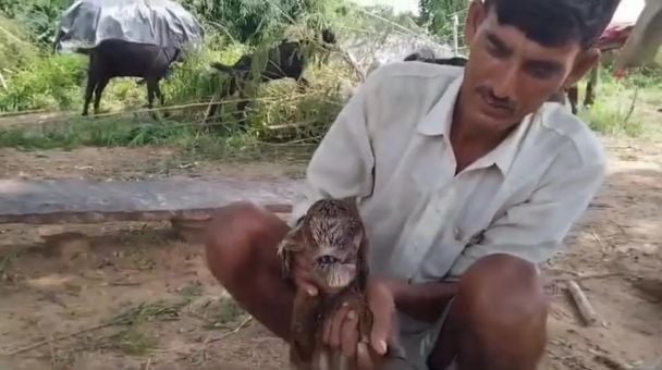Козленок-мутант / Фото: Jam Press Vid/Rare Shot News