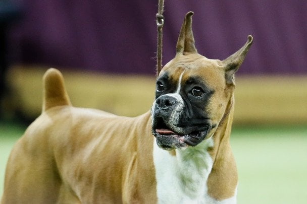 Боксер / © Associated Press