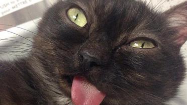 Странный кот-&laquo;хипстер&raquo; взорвал Сеть / © dailymail.co.uk