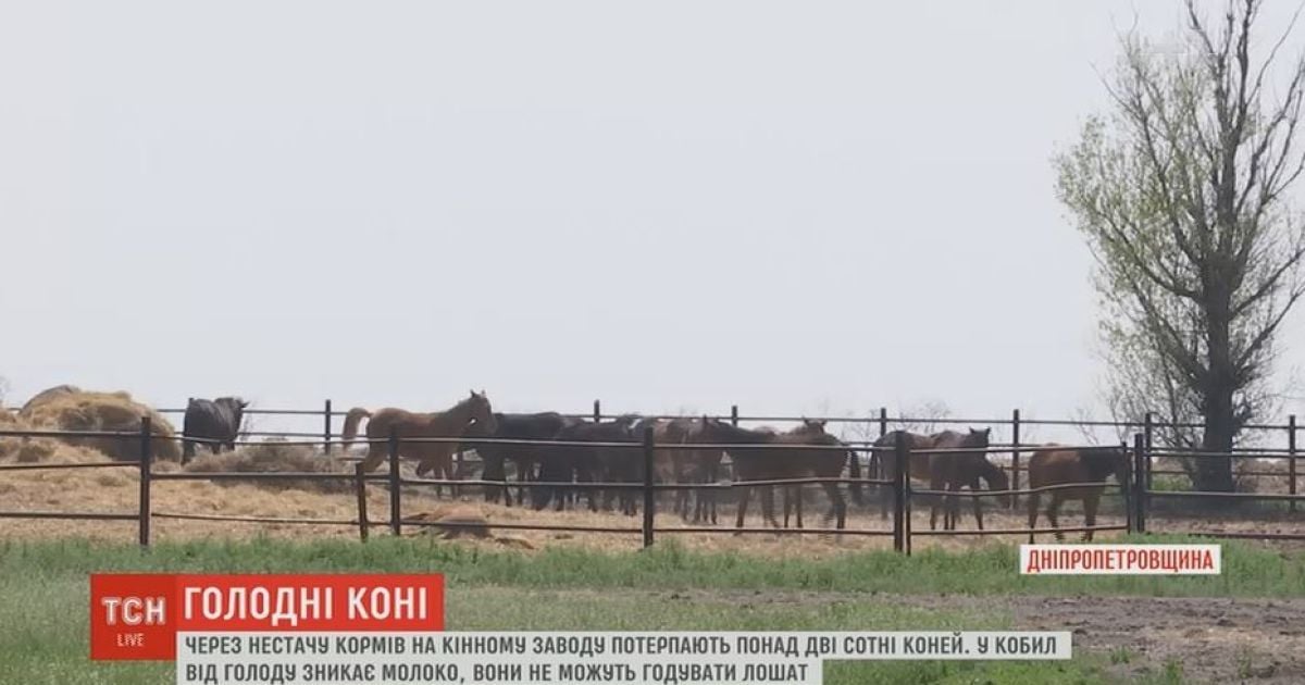Концтабором для коней став завод, який раніше займавя розведенням племінних порід