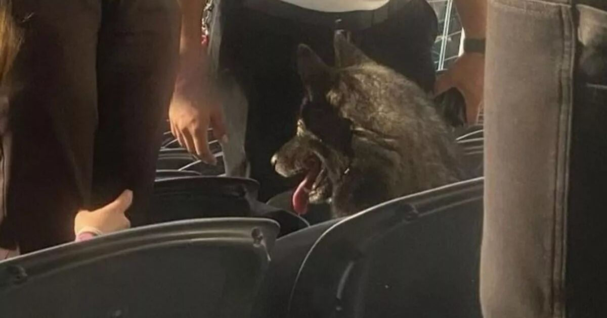 Собака на концерті Metallica / Фото: Kennedy News/The Animal Hope & Wellness Foundation