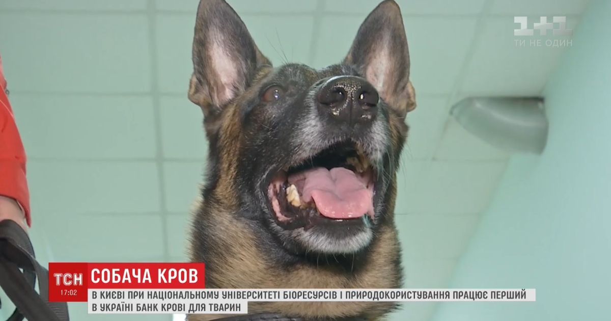 У Києві відкрився перший в Україні банк крові для тварин