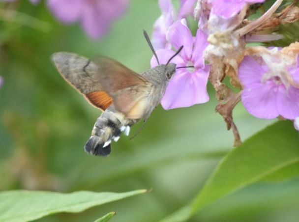 За своїми розмірами та забарвленням язикан нагадує маленьку пташку / © twitter.com
