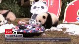 Новини світу: у Китаї 20 панденят здійснили публічний дебют