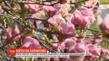 Природа на передышке: без украинцев в парках цветет ранняя сирень, а магнолии уже отцветают
