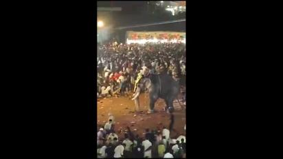 Слон влаштував погром на релігійному святі в Індії