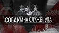 Собаки на службі УПА: як чотирилапі захищали українську державність
