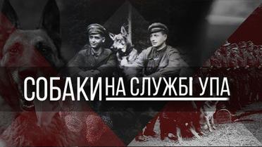 Собаки на службі УПА: як чотирилапі захищали українську державність